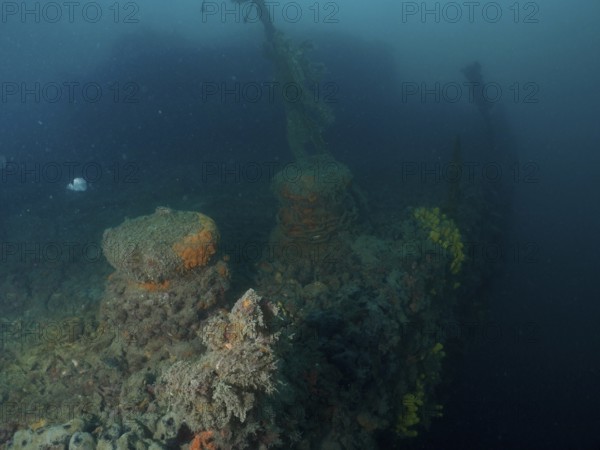 Underwater image of a coral-covered shipwreck in murky surroundings. Dive site wreck of the Baron Gautsch, Pula, Croatia, Mediterranean Sea