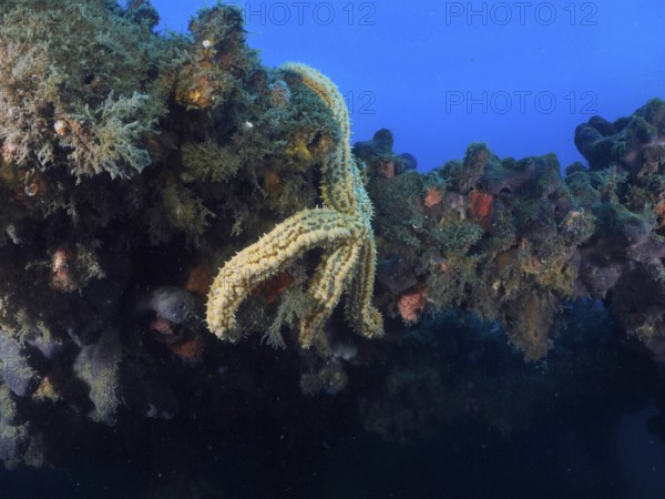 Underwater shot with starfish on a wreck in front of a blue background. Dive site wreck of the Baron Gautsch, Pula, Croatia, Mediterranean Sea