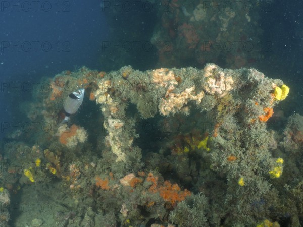 Railing of a shipwreck overgrown with algae and sponges, surrounded by dark blue water. Dive site wreck of the Giuseppe Dezza, Pula, Croatia, Mediterranean Sea