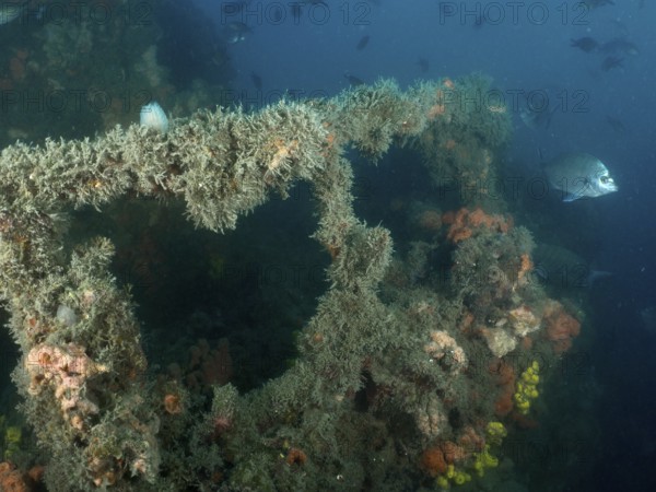 Railing of a shipwreck overgrown with algae and sponges, with a fish in a blue underwater landscape. Dive site wreck of the Giuseppe Dezza, Pula, Croatia, Mediterranean Sea