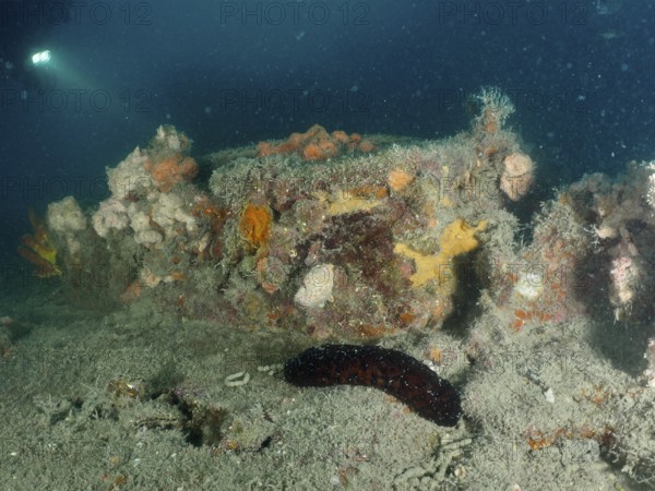 Dark underwater shot with a sea cucumber on a shipwreck. Dive site wreck of the Giuseppe Dezza, Pula, Croatia, Mediterranean Sea
