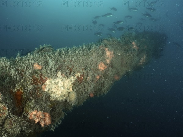 A school of fish swims past the overgrown cannon under water. Dive site wreck of the Giuseppe Dezza, Pula, Croatia, Mediterranean Sea