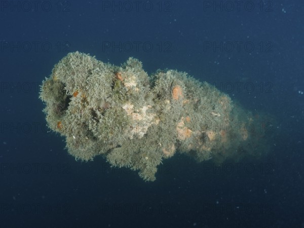 Algae-covered tube of a cannon in blue sea water. Dive site wreck of the Giuseppe Dezza, Pula, Croatia, Mediterranean Sea