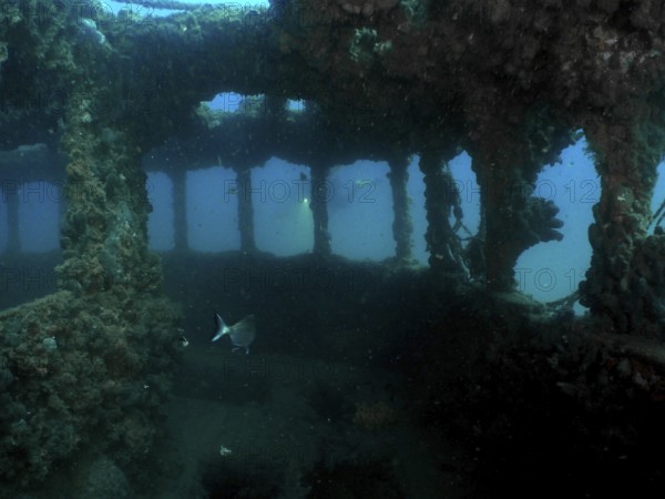 Fish swim through the windows of an overgrown shipwreck under water. Dive site wreck of the Baron Gautsch, Pula, Croatia, Mediterranean Sea