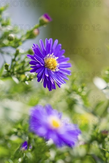 Close-up of a purple flower with a yellow centre in a green garden, Tesla Model Y Juniper, Gechingen, Black Forest, Germany