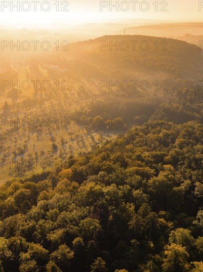 Dense forest and hilly landscape in the golden light of the morning, Hermann Hesse railway, Ostelsheim, Black Forest, Germany
