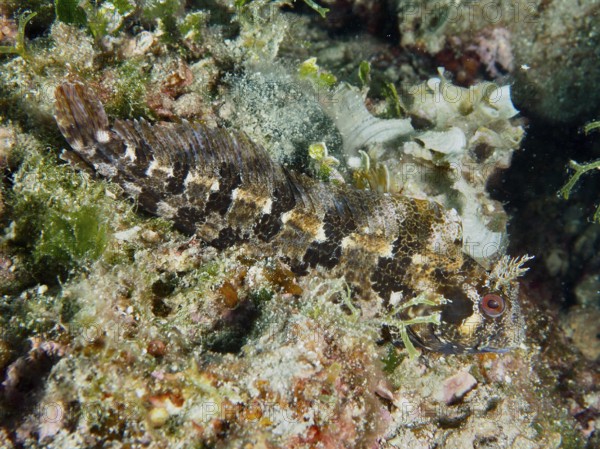 A camouflage-coloured fish, Tompot blenny (Parablennius gattorugine), rests on algae in the marine environment. Dive site Muzil, Stoja, Pula, Croatia, Mediterranean Sea