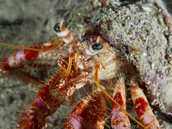 Detailed close-up view of Red Hermit Crab (Dardanus calidus) on the seabed. Dive site House Reef, Stoja, Pula, Croatia, Mediterranean Sea