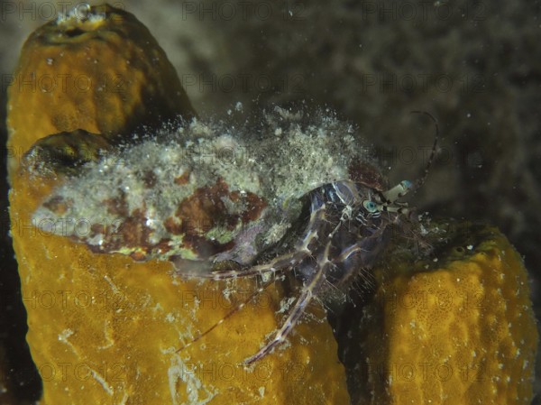 Striped hermit crab (Pagurus anachoretus) crawling on a yellow sponge in the sea. Dive site House Reef, Stoja, Pula, Croatia, Mediterranean Sea