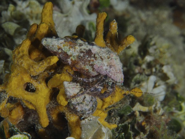 Striped hermit crab (Pagurus anachoretus) on yellow sponges in the sea. Dive site House Reef, Stoja, Pula, Croatia, Mediterranean Sea