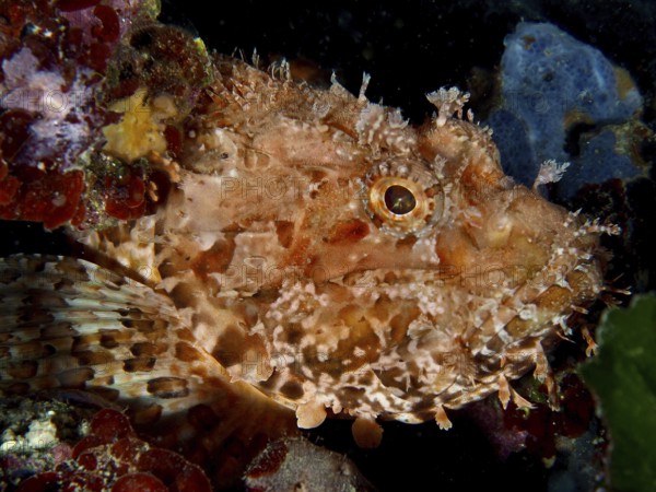 Close-up of red scorpionfish (Scorpaena scrofa), sea sow, with detailed skin texture underwater. Dive site Muzil, Stoja, Pula, Croatia, Mediterranean Sea