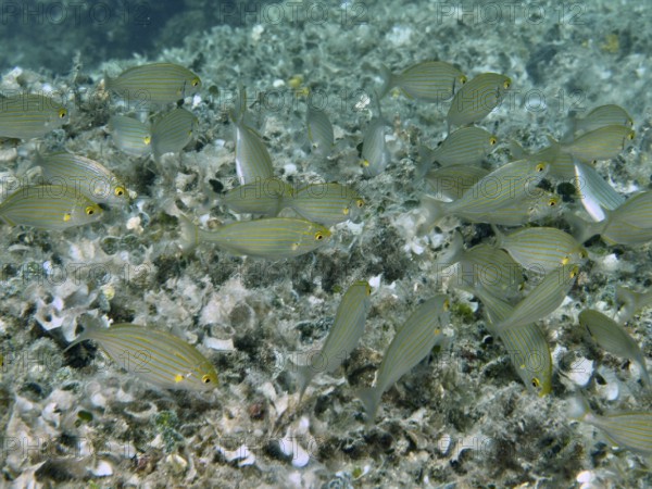 A shoal of goldfish (Sarpa salpa) swims close to the seabed. Dive site Fraskeric, Stoja, Pula, Croatia, Mediterranean Sea