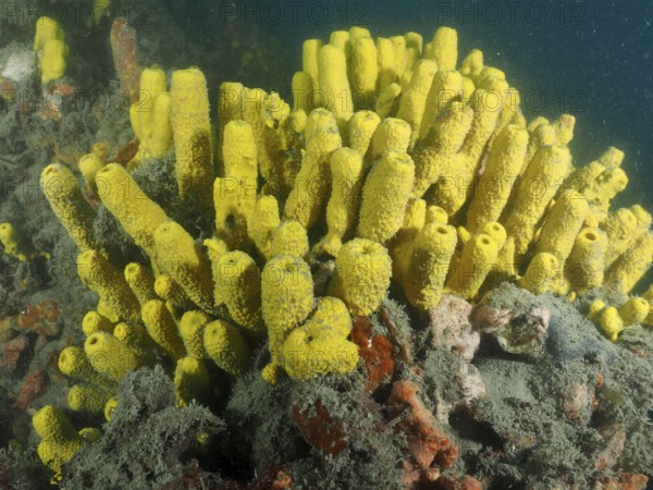 Yellow golden sponge (Aplysina aerophoba) in a dense cluster. Dive site wreck Giuseppe Dezza, Pula, Croatia, Mediterranean Sea