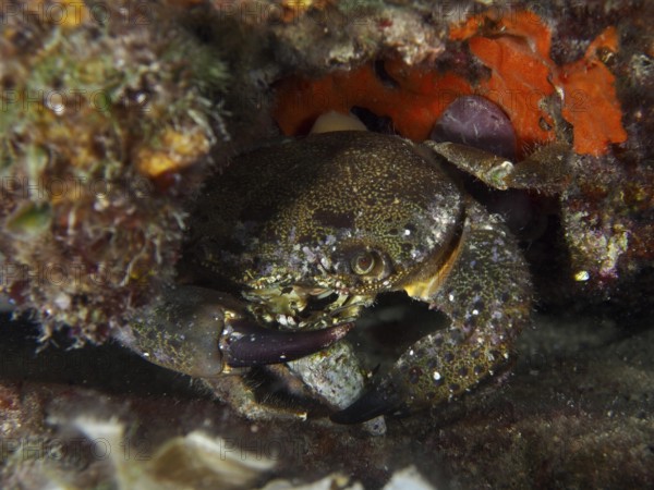 A crab, Warty Crab (Eriphia verrucosa), skilfully hiding between rocks. Dive site House Reef, Stoja, Pula, Croatia, Mediterranean Sea