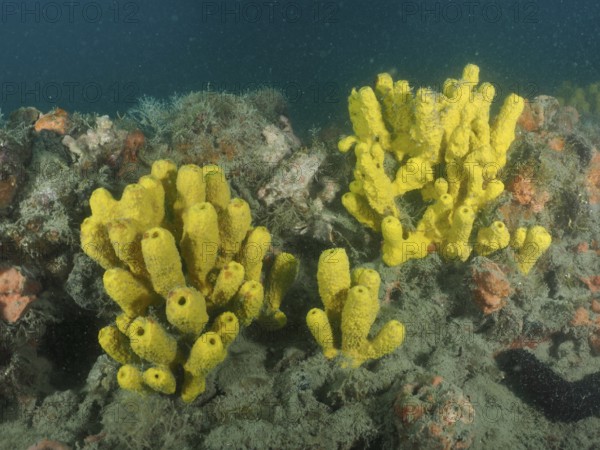 Underwater photo of yellow sponges, golden sponge (Aplysina aerophoba) . Dive site wreck Giuseppe Dezza, Pula, Croatia, Mediterranean Sea