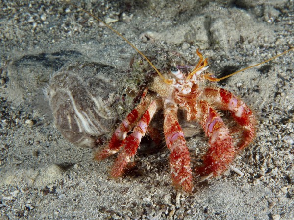 A Red Hermit Crab (Dardanus calidus) with bright red legs on sand under water. Dive site House Reef, Stoja, Pula, Croatia, Mediterranean Sea