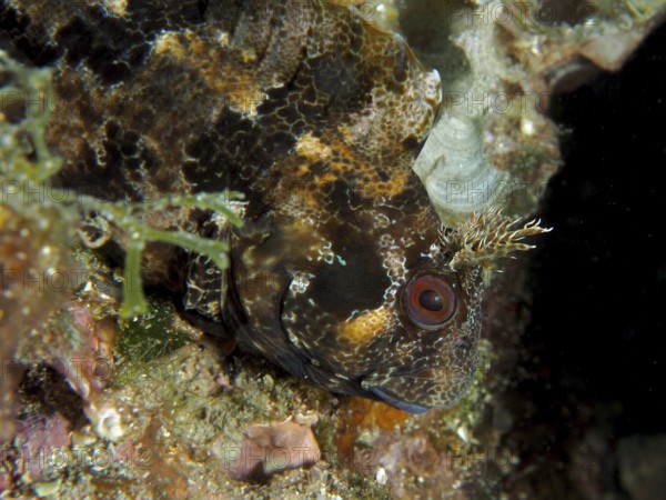 Close-up of Tompot blenny (Parablennius gattorugine) hiding among algae in the marine environment. Dive site Muzil, Stoja, Pula, Croatia, Mediterranean Sea