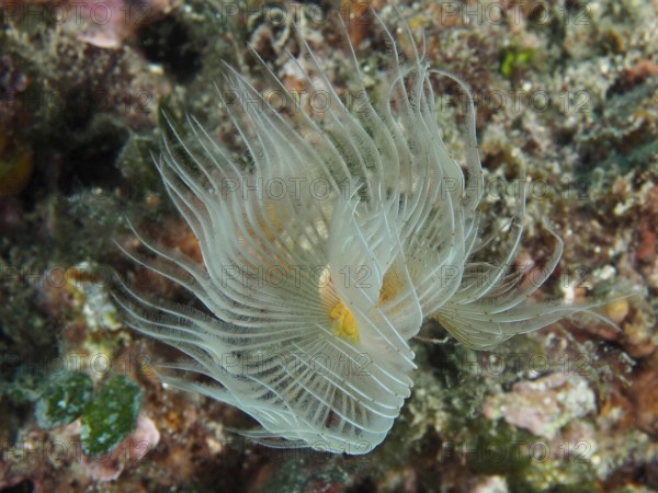 Protula tubularia (Protula tubularia) unfolds elegantly on the reef. Dive site Muzil, Stoja, Pula, Croatia, Mediterranean Sea