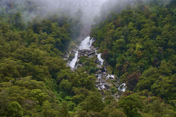 A mighty waterfall breaks through the dense green of the forest in the mist, Roaring Billy Falls, Aspiring National Park, Westland District, South Island, New Zealand