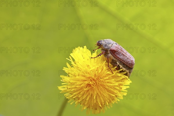 Maikäfer, Feldmaikäfer (Melolontha melolontha), Weibchen auf Blüte eines Löwenzahn (Taraxacum), Wilnsdorf, Nordrhein-Westfalen, Deutschland