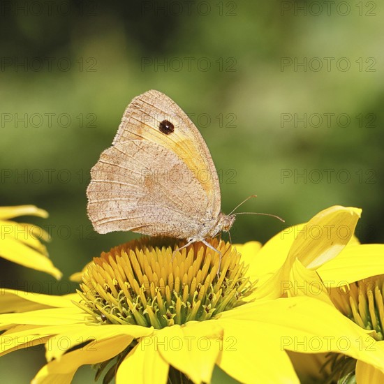 Großes Ochsenauge (Maniola jurtina), sammelt Nektar von einer Blüte des gelben Sonnenhut (Rudbeckia), schönes Bokeh im Hintergrund, Wildlife, Insekten, Schmetterlinge, Tagfalter, Nahaufnahme, Macroaufnahme, Wilnsdorf, Nordrhein-Westfalen, Deutschland