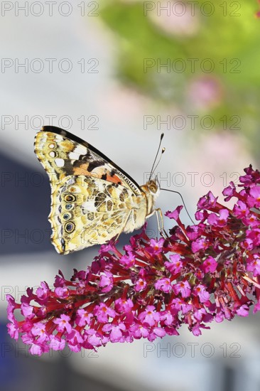 Distelfalter (Vanessa cardui) auf einer Blüte des Sommerflieders (Buddleja davidii), Flügel geschlossen, Flügelunterseite, Wilnsdorf, Nordrhein-Westfalen, Deutschland