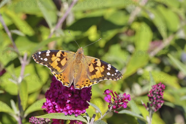 Distelfalter (Vanessa cardui) auf einer Blüte des Sommerflieders (Buddleja davidii), Wilnsdorf, Nordrhein-Westfalen, Deutschland