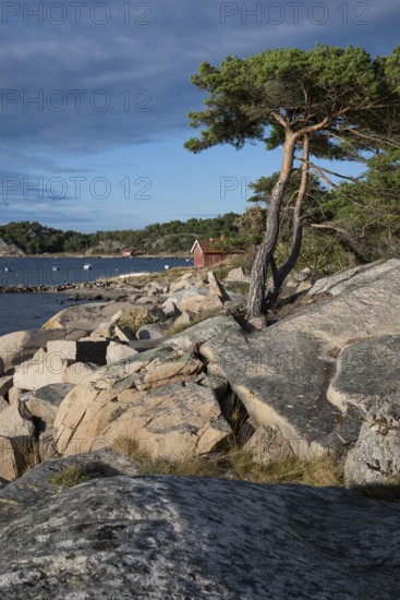 Pine trees and falun red boathouse on granite rocks, Resö Island, Bohuslän, Skagerrak, Sotenäs, Västra Götalands län, Sweden