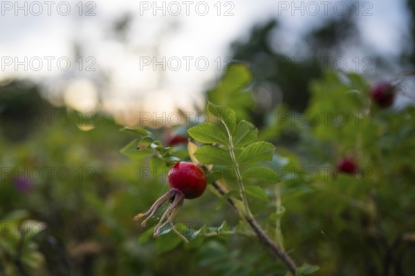 Needle rose (Rosa acicularis), rose hips, Resö Island, Bohuslän, Skagerrak, Sotenäs, Västra Götalands län, Sweden
