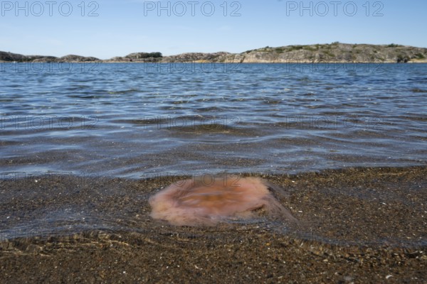 Fire jellyfish lying on the beach, Resö Island, Bohuslän, Skagerrak, Sotenäs, Västra Götalands län, Sweden