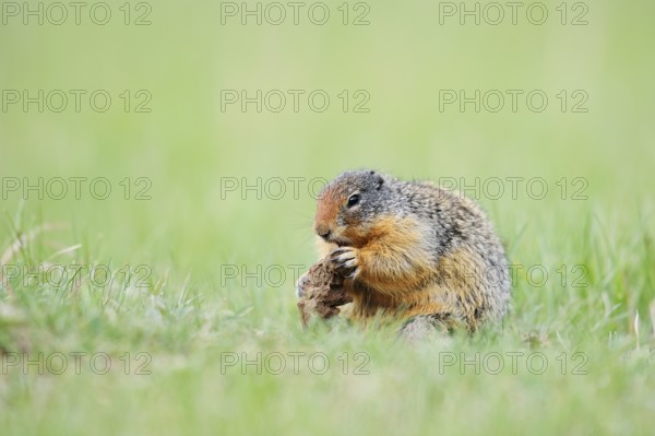 Columbia ground squirrel (Urocitellus columbianus, Spermophilus columbianus) feeding in a meadow, Jasper National Park, Alberta, Canada