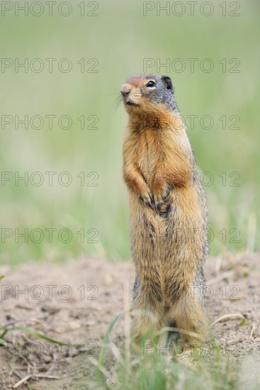 Columbia ground squirrel (Urocitellus columbianus, Spermophilus columbianus) standing upright on the burrow, Jasper National Park, Alberta, Canada