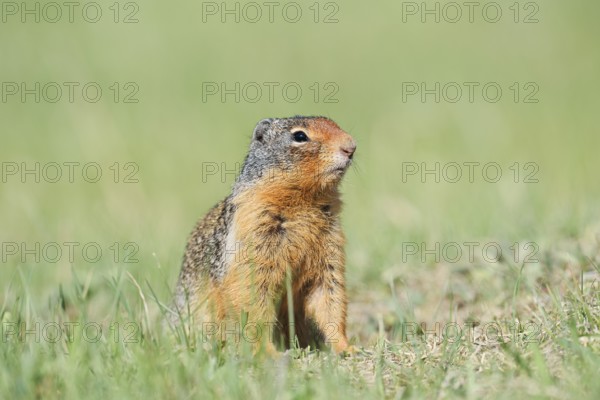 Columbia ground squirrel (Urocitellus columbianus, Spermophilus columbianus), Jasper National Park, Alberta, Canada