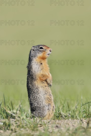 Columbia ground squirrel (Urocitellus columbianus, Spermophilus columbianus) standing upright in a meadow, Jasper National Park, Alberta, Canada