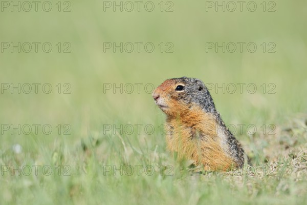 Columbia ground squirrel (Urocitellus columbianus, Spermophilus columbianus) looking out of the burrow, Jasper National Park, Alberta, Canada