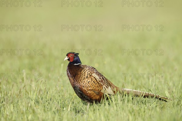 Hunting pheasant (Phasianus colchicus), cock standing in a meadow, North Rhine-Westphalia, Germany