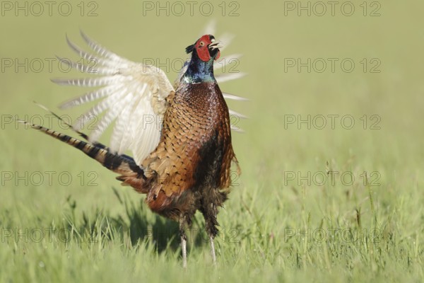 Hunting pheasant (Phasianus colchicus), cock mating in a meadow, North Rhine-Westphalia, Germany