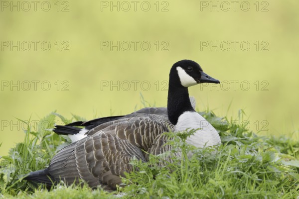 Canada goose (Branta canadensis) sitting on the bank, North Rhine-Westphalia, Germany