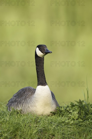 Canada goose (Branta canadensis) sitting on the bank, North Rhine-Westphalia, Germany