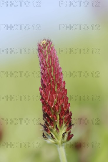 Purple clover or foxtail clover (Trifolium rubens), inflorescence, North Rhine-Westphalia, Germany