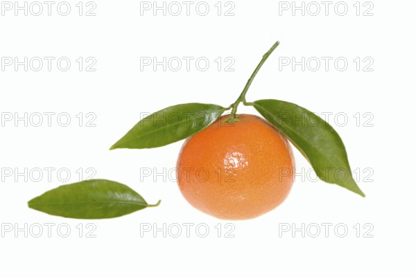 Clementine (Citrus clementina), fruit and leaves on a white background