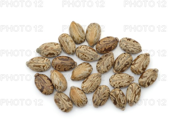 Miracle tree or castor oil plant (Ricinus communis), seeds on white background