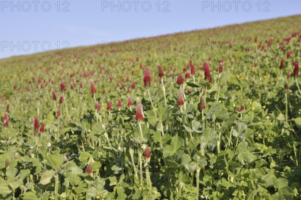 Purple clover or foxtail clover (Trifolium rubens) flowering, North Rhine-Westphalia, Germany