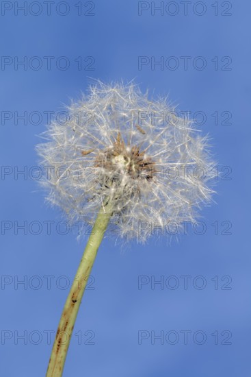 Common dandelion (Taraxacum sect. Ruderalia), dandelion, North Rhine-Westphalia, Germany