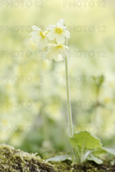 True oxlip (Primula elatior) in spring, North Rhine-Westphalia, Germany
