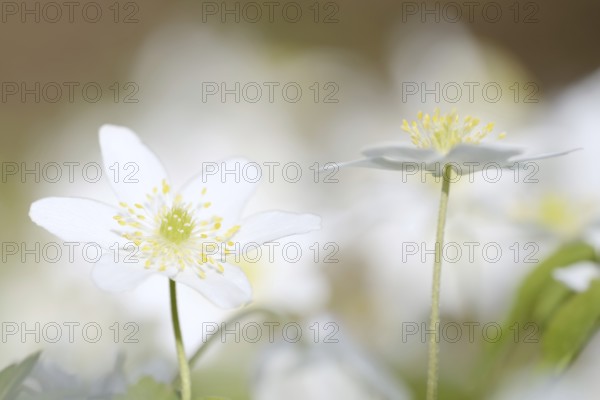 Wood anemone (Anemone nemorosa), flowers, North Rhine-Westphalia, Germany
