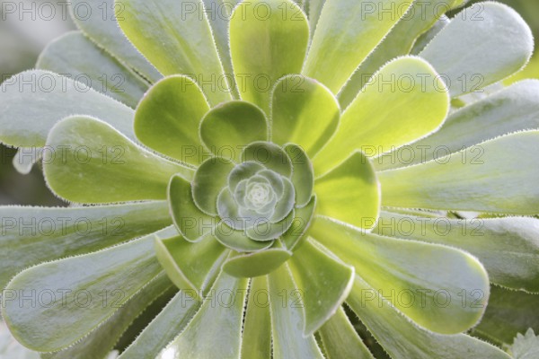 Golden yellow aeonium or roofroot (Aeonium holochrysum), rosette of leaves, Tenerife, Canary Islands, Spain