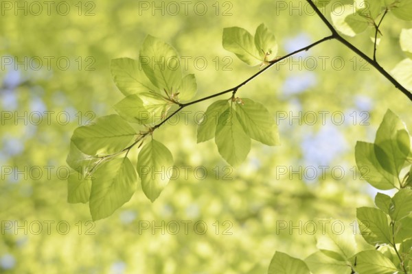 European beech (Fagus sylvatica), leaves in spring, North Rhine-Westphalia, Germany