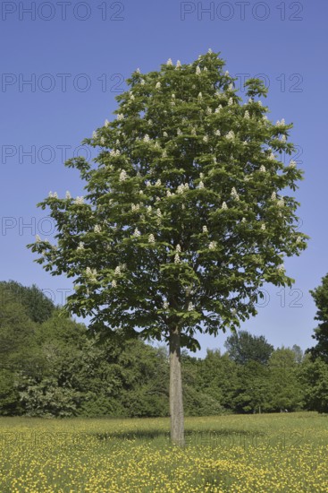 Horse chestnut (Aesculus hippocastanum) flowering in spring, North Rhine-Westphalia, Germany