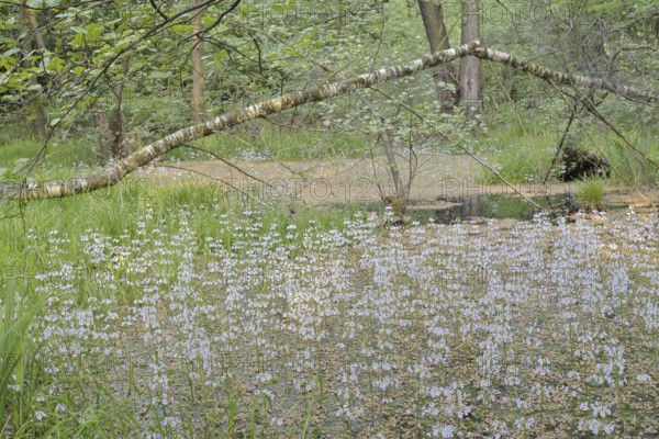 Flowering European water feather or water primrose (Hottonia palustris) in a pond, North Rhine-Westphalia, Germany